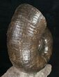 / Lytoceras Ammonite From France - Great Display #10978-3